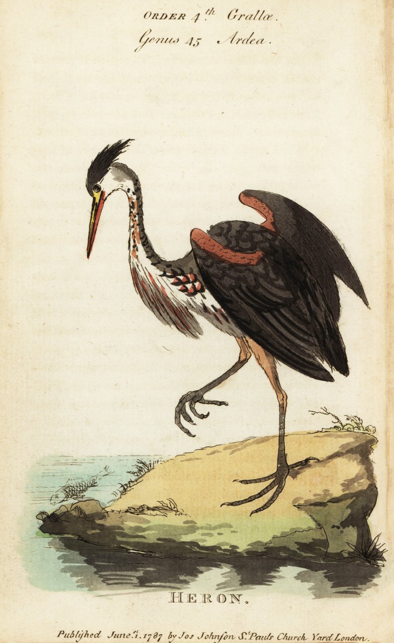 Pohjois-Amerikan tuhkanvärinen haikara, Ardea fusca tekijältä George (after) Edwards