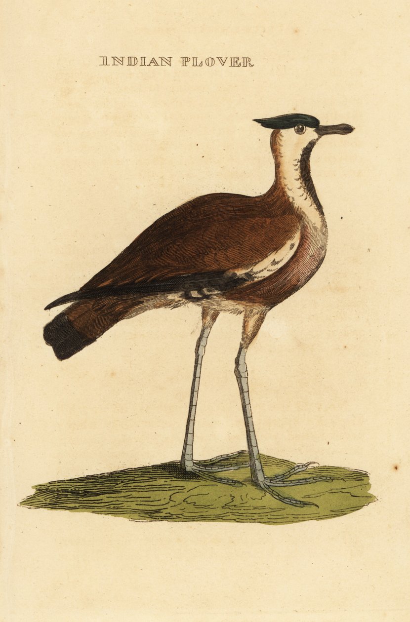 Pohjoinen siipi, Vanellus vanellus tekijältä George (after) Edwards