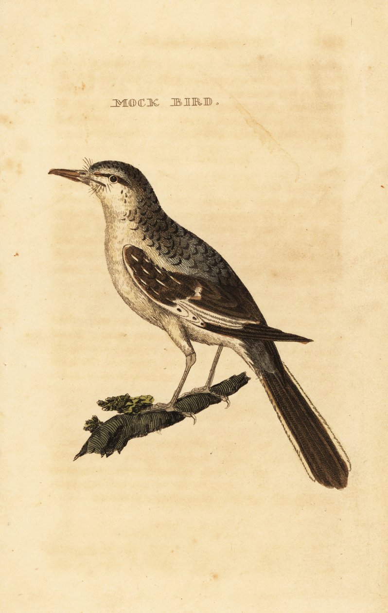 Pohjoinen pilkkalintu, Mimus polyglottos tekijältä George (after) Edwards