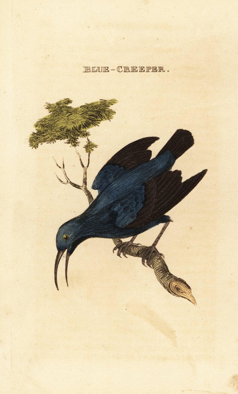 Purppura hunajakoru, Cyanerpes caeruleus tekijältä George (after) Edwards