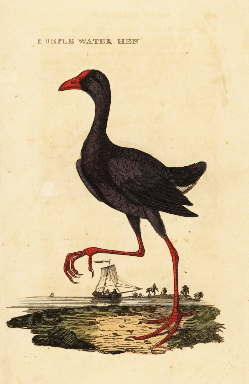 Purppura suo, Porphyrio porphyrio tekijältä George (after) Edwards
