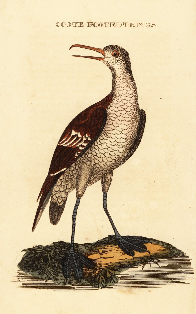 Punakaulainen phalarope, Phalaropus lobatus tekijältä George (after) Edwards