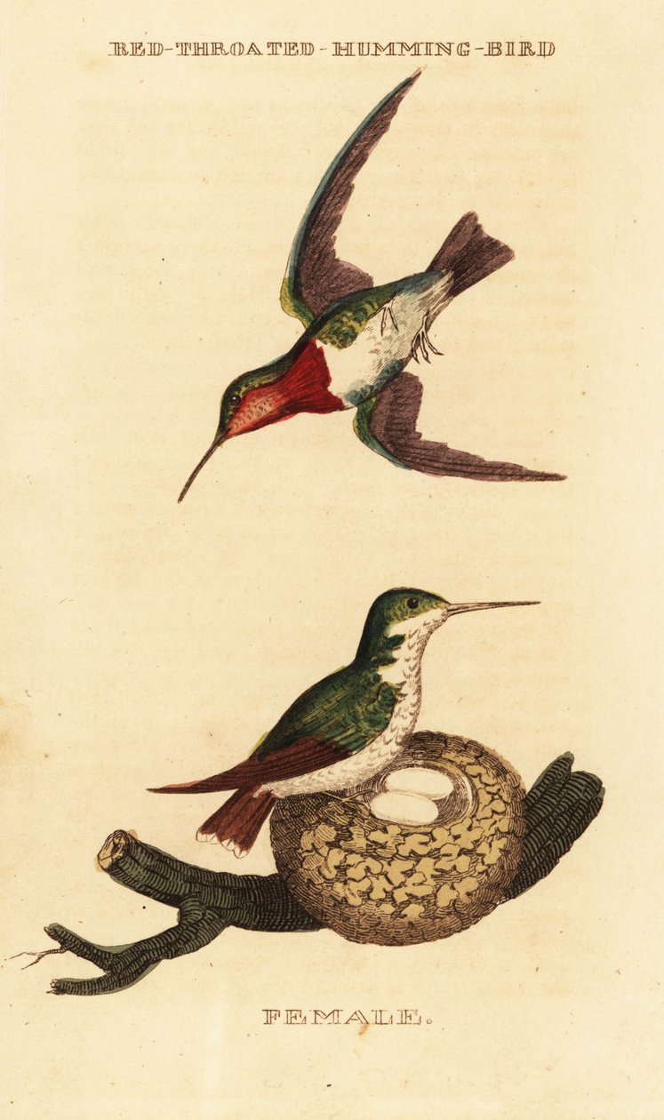 Rubiinikurkku kolibri, Archilochus colubris tekijältä George (after) Edwards