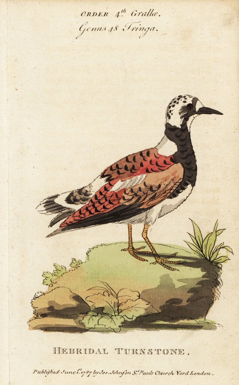 Ruddy turnstone, Arenaria-kääntäjä tekijältä George (after) Edwards