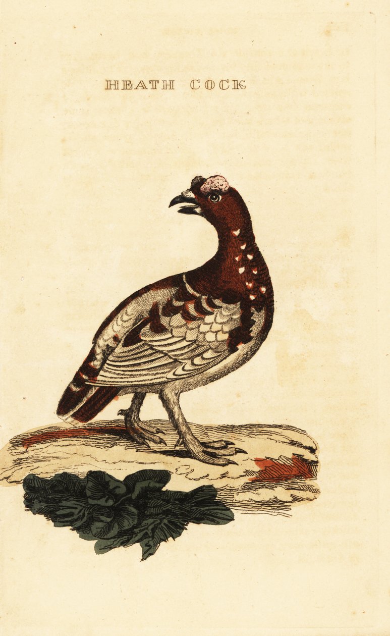 Metsikuuri, Falcipennis canadensis canace tekijältä George (after) Edwards