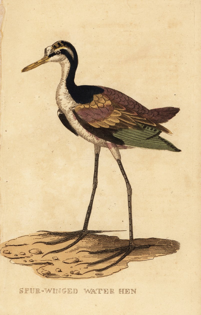 Wattled jacana, Jacana jacana tekijältä George (after) Edwards