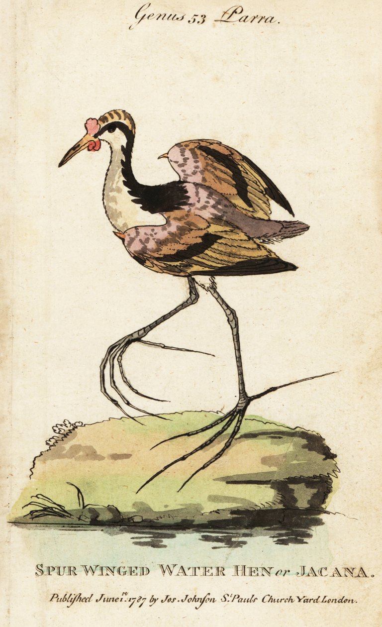 Wattled jacana, Jacana jacana tekijältä George (after) Edwards