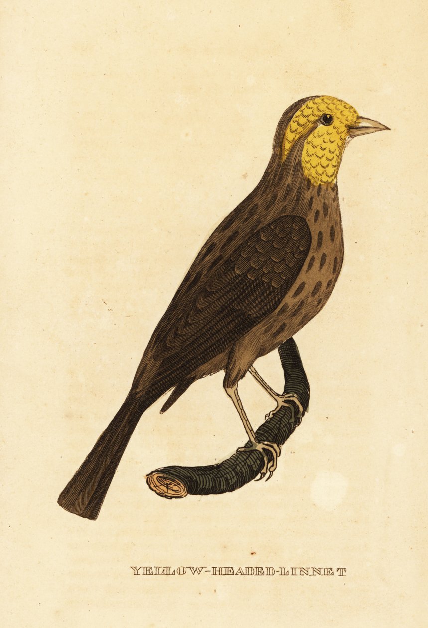 Keltainen nokka, Pheucticus chrysopeplus tekijältä George (after) Edwards