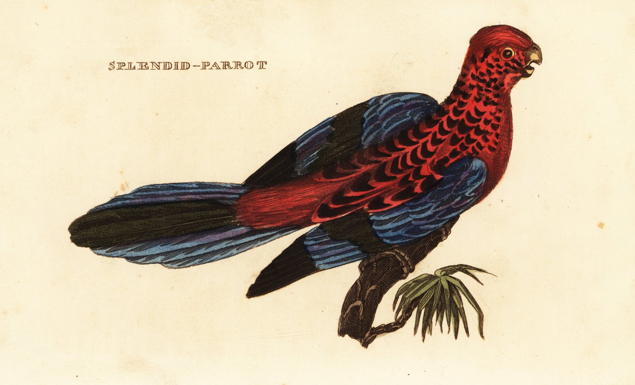 Crimson rosella, Platycercus elegans tekijältä George (after) Shaw