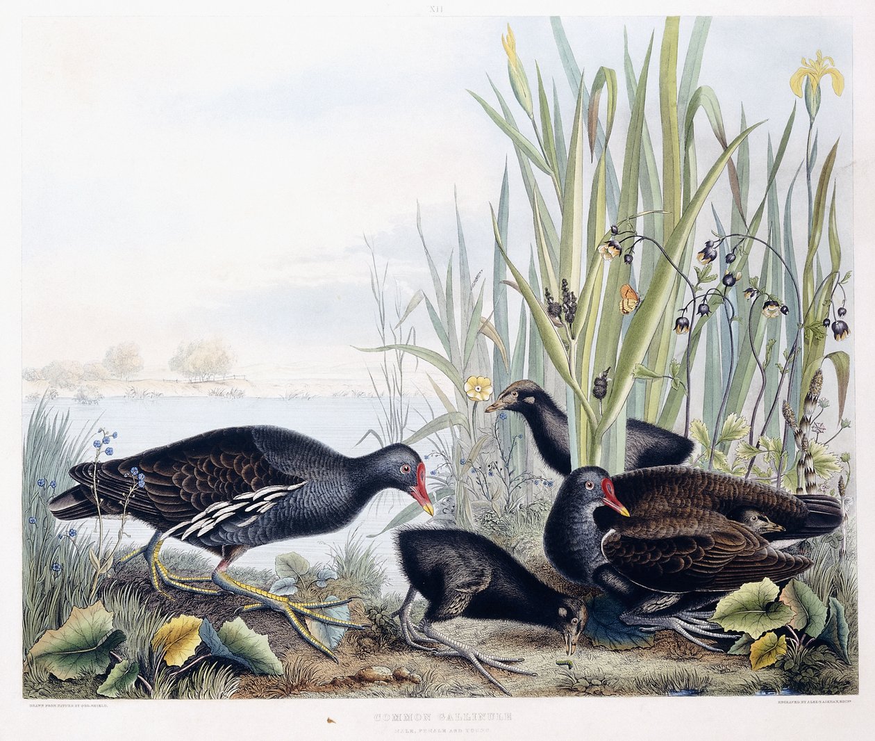 Common Gallinule (Moorhen) (uros, naaras ja nuori), n. 1841 (käsinvärinen kaiverrus) tekijältä George (after) Shield
