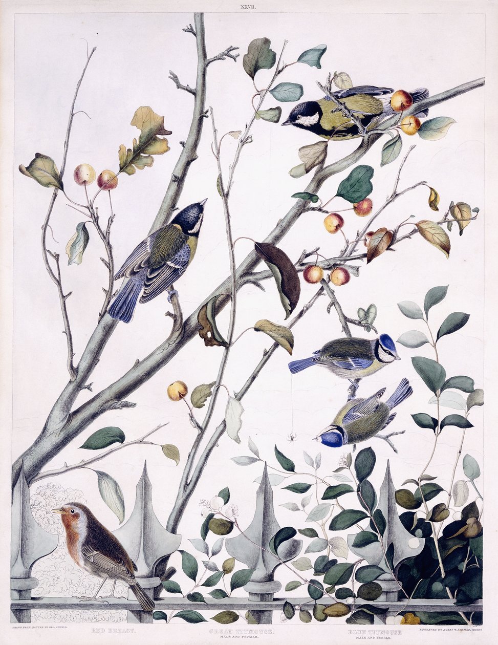 Red Breast (Robin), isitiainen (uros ja naaras) ja sinitiainen (uros ja naaras), n. 1841 (käsinvärinen kaiverrus) tekijältä George (after) Shield