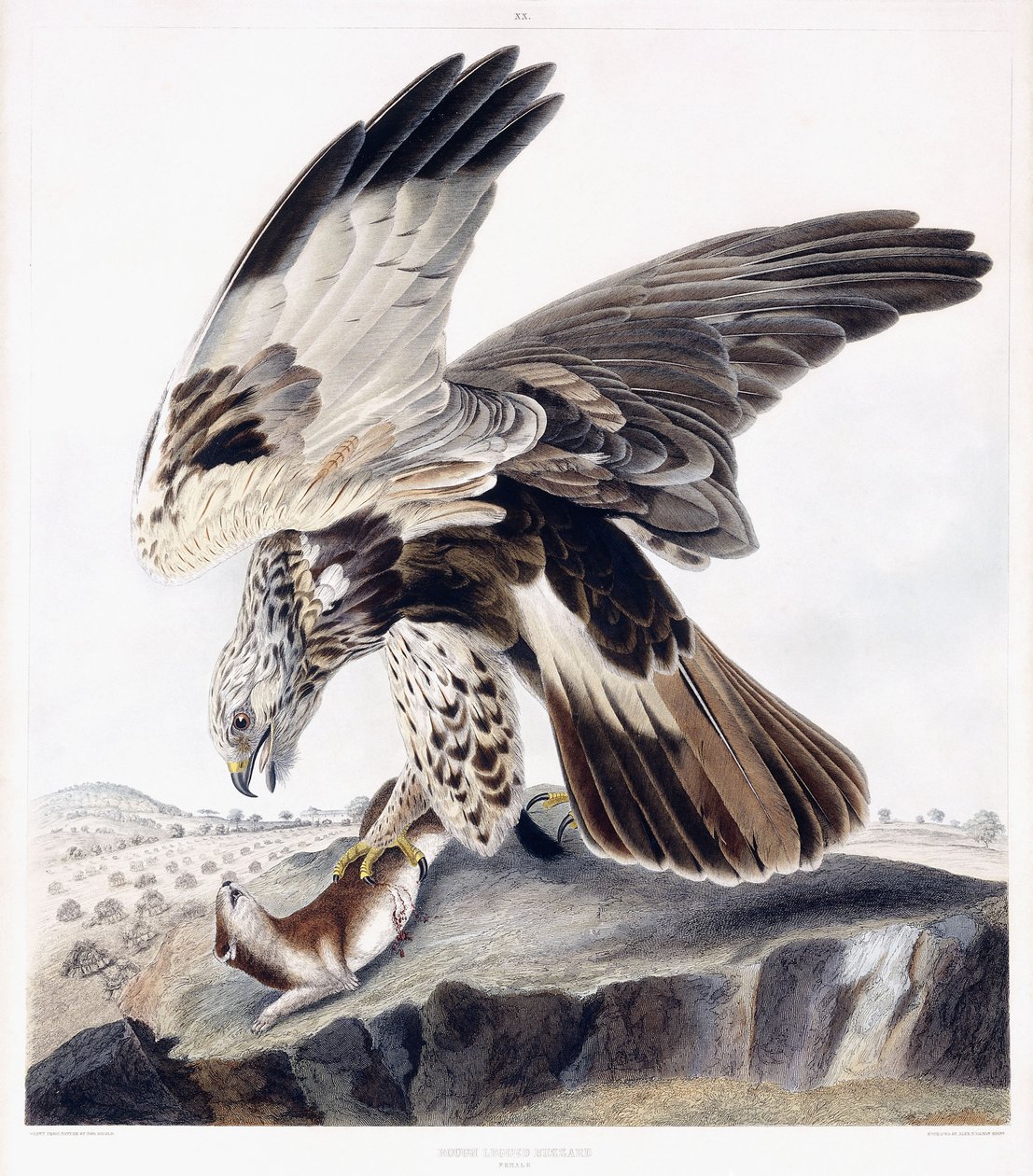 Rough Legged Buzzard (naaras), n. 1841 (käsinvärinen kaiverrus) tekijältä George (after) Shield