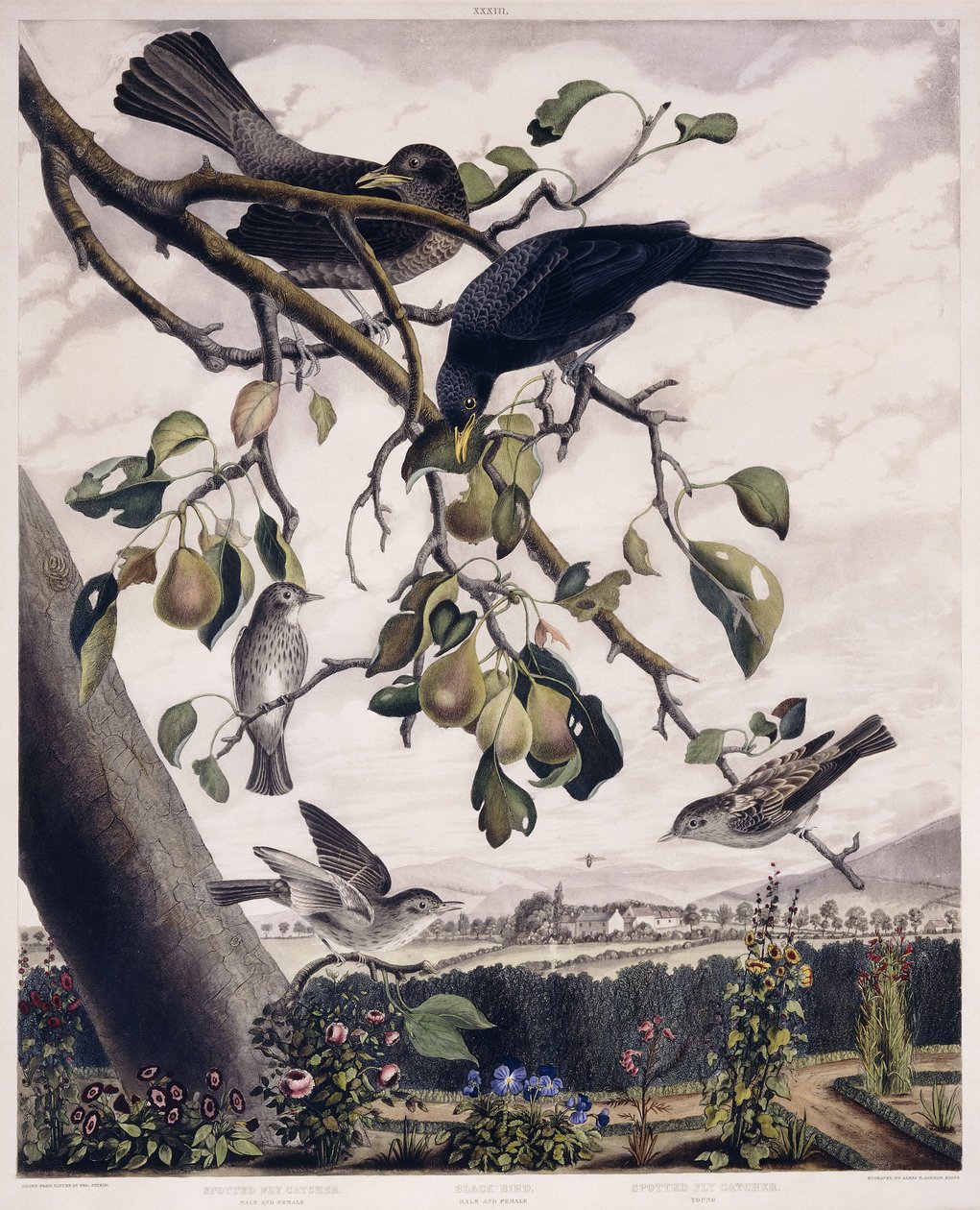 Perhosieppari (uros ja naaras), musta lintu (uros ja naaras) ja täpläkärpässieppaaja (nuori), n. 1841 (käsinvärinen kaiverrus) tekijältä George (after) Shield