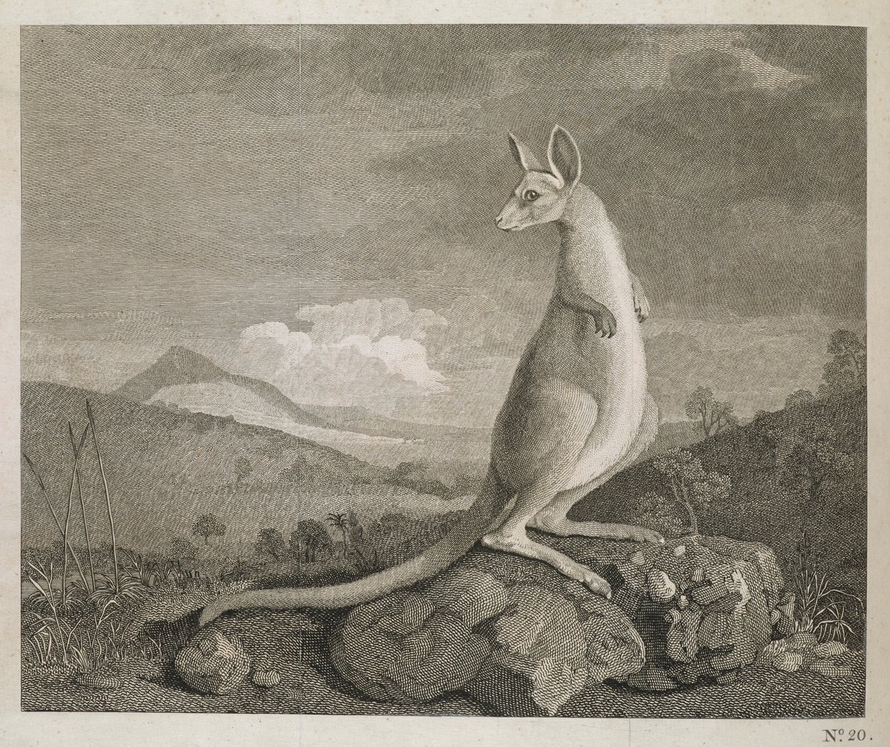 New Hollandin rannikolta löydetty eläin nimeltä Kangaroo tekijältä George (after) Stubbs