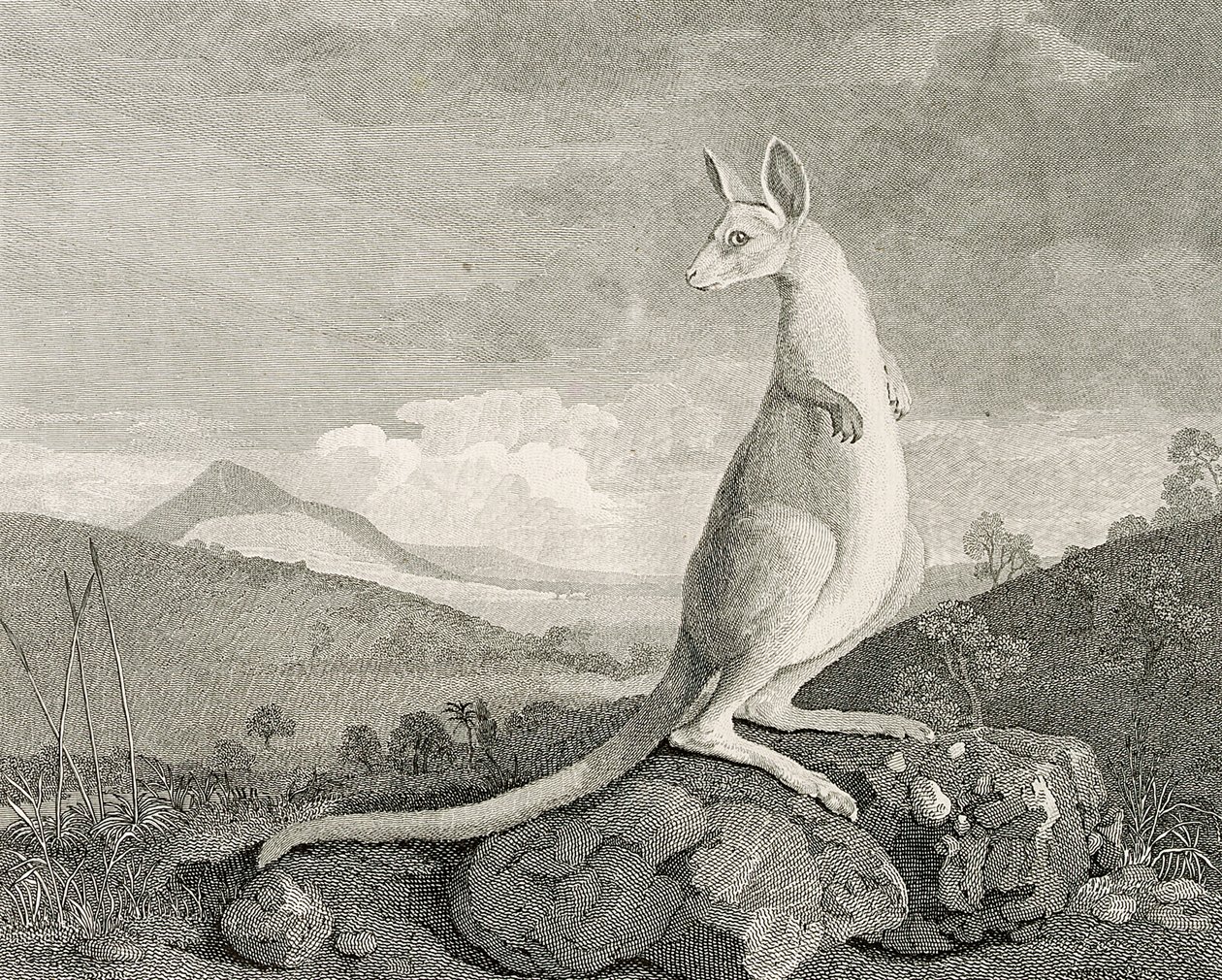 Uuden Hollannin rannikolta löytynyt eläin, nimeltään Kanguroo", noin 1773 (kaiverrus, etsaus). tekijältä George (after) Stubbs