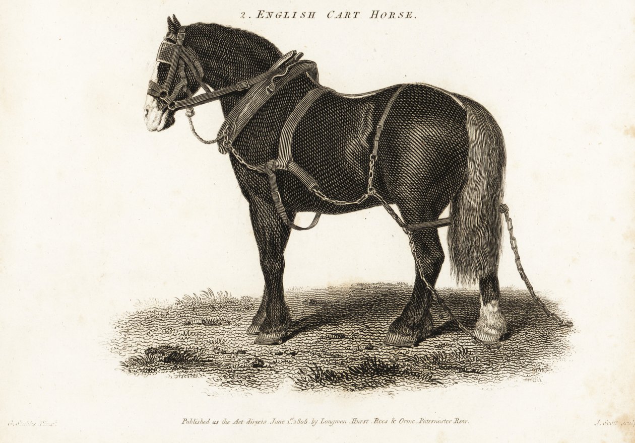 English Cart Horse tai Shire vetohevonen. tekijältä George (after) Stubbs