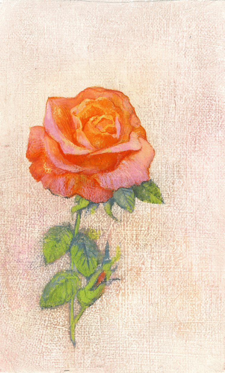 Pale Rose, 1980 (guassi gessoidulla kovalevyllä) tekijältä George Adamson