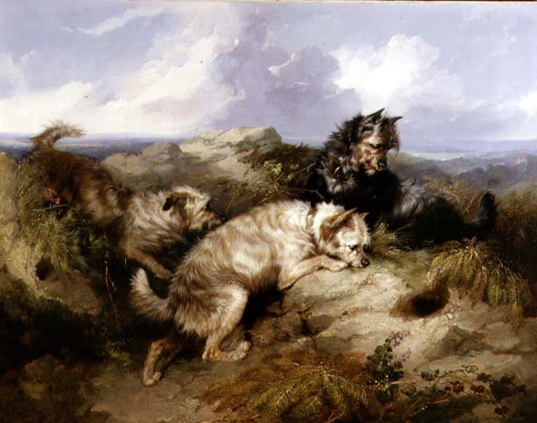 Dandy Dinmont ja Two Cairns Rabbiting (öljy kankaalle) tekijältä George Armfield