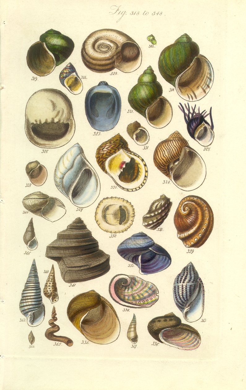 Conchological Manual Plate 15. Värikkäitä kuoria, mukaan lukien Abalone-kuoret tekijältä George B. Sowerby