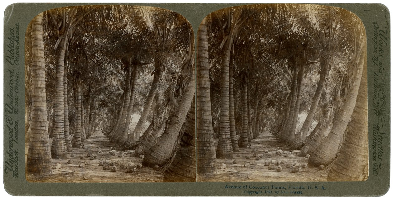 Avenue of Coconut Palms, Florida, USA, 1891. tekijältä George Barker