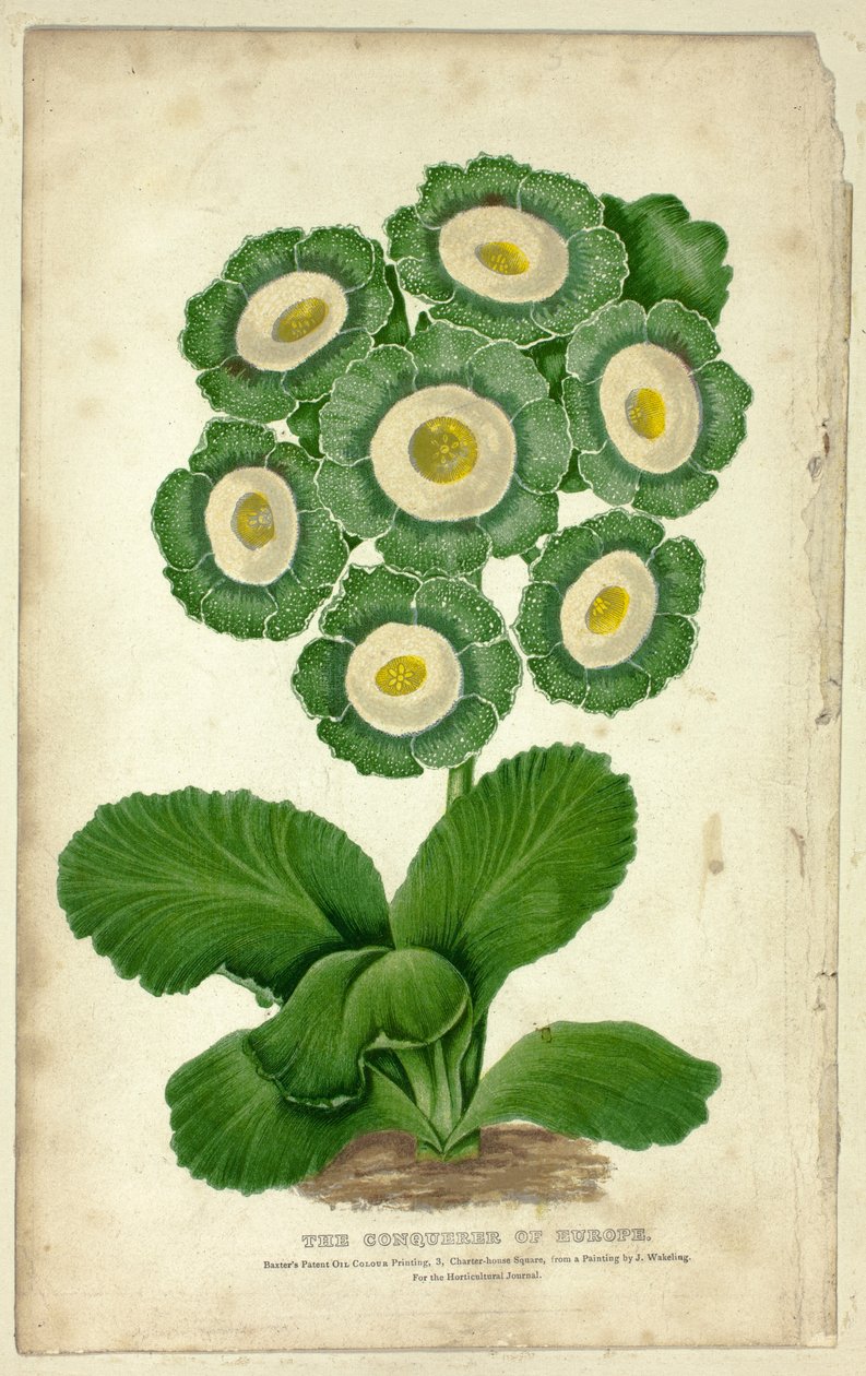 Euroopan valloittaja (Auricula) tekijältä George Baxter
