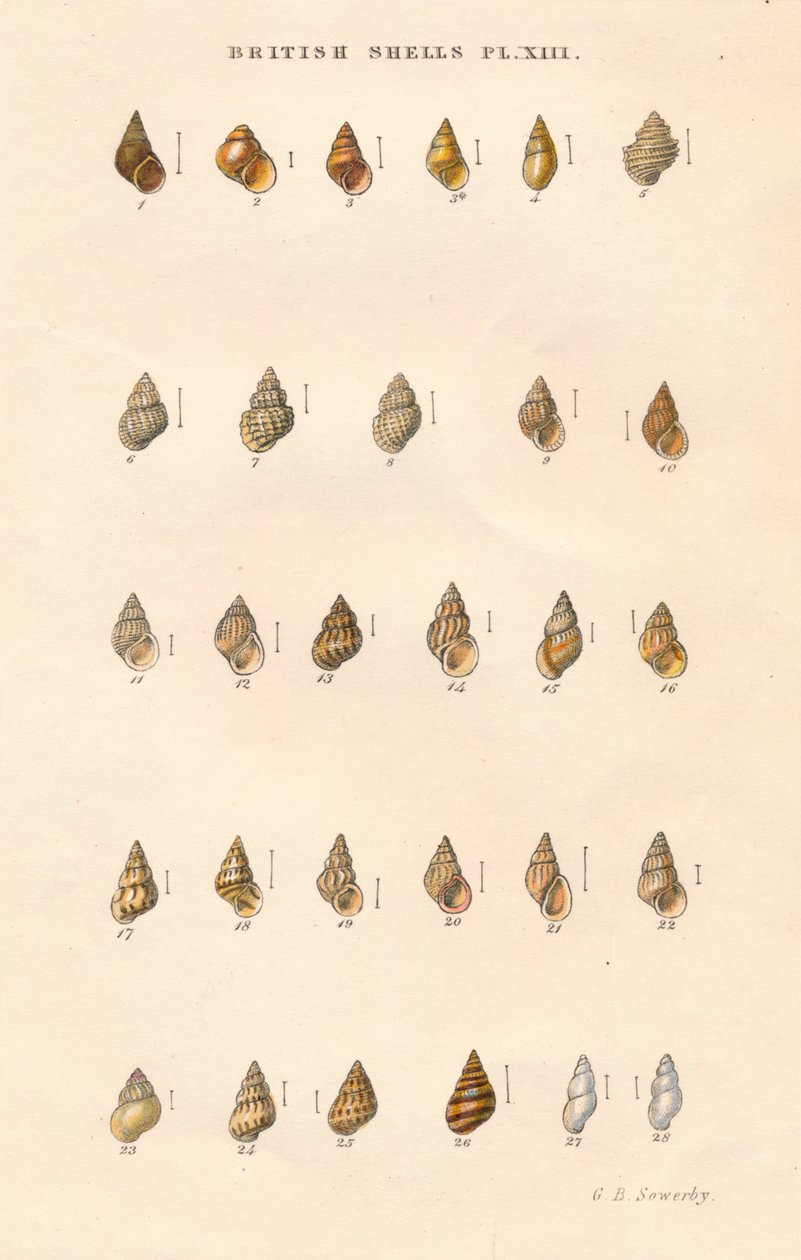 British Shells, c1859. tekijältä George Brettingham Sowerby
