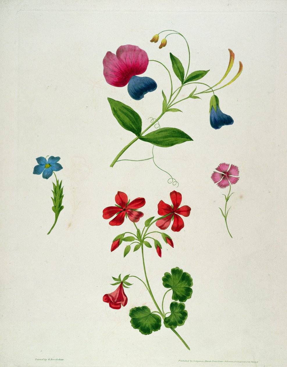 Kuvitus kirjasta "Uusi traktaatti kukkamaalauksesta eli jokainen nainen oma piirustusmestari", 1816 (väripainettu pistekaiverrus käsin värjättyllä) tekijältä George Brookshaw
