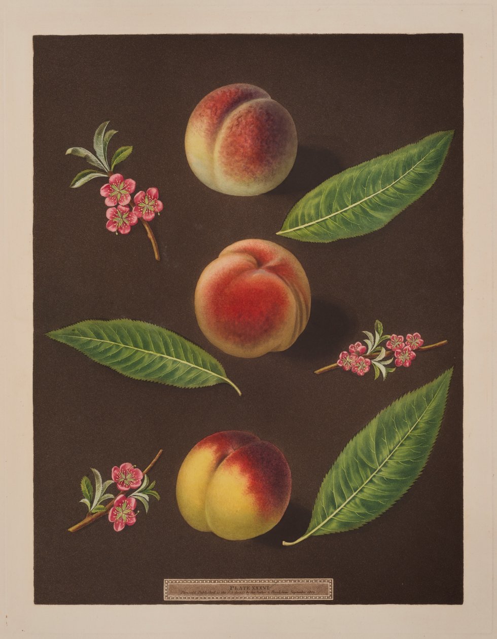 Kansleri, Catherine ja Old Newingtonin persikat (väri litho) tekijältä George Brookshaw