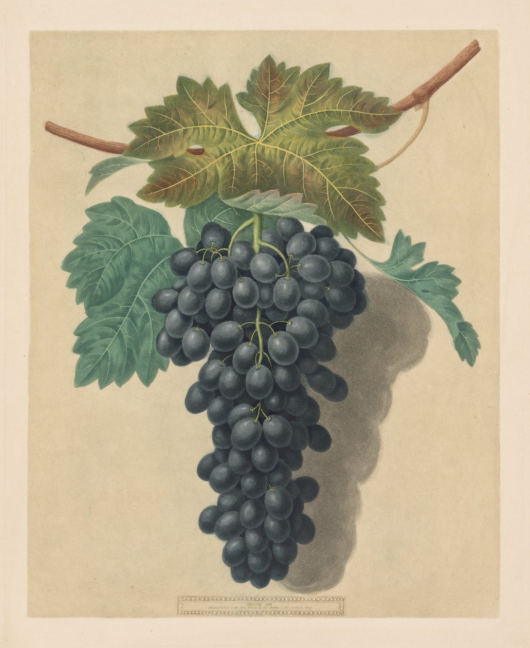 Pomona Britannica: nro 52 - Black Prince Grape tekijältä George Brookshaw