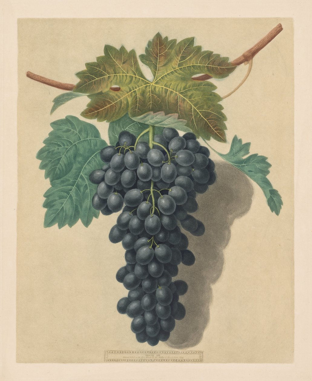Pomona Britannica: No. 52 - Black Prince Grape, 1809. tekijältä George Brookshaw