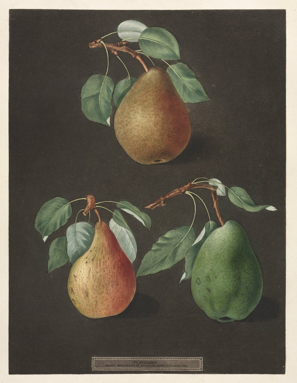 Pomona Britannica: No. 82 - Päärynät, 1807. tekijältä George Brookshaw