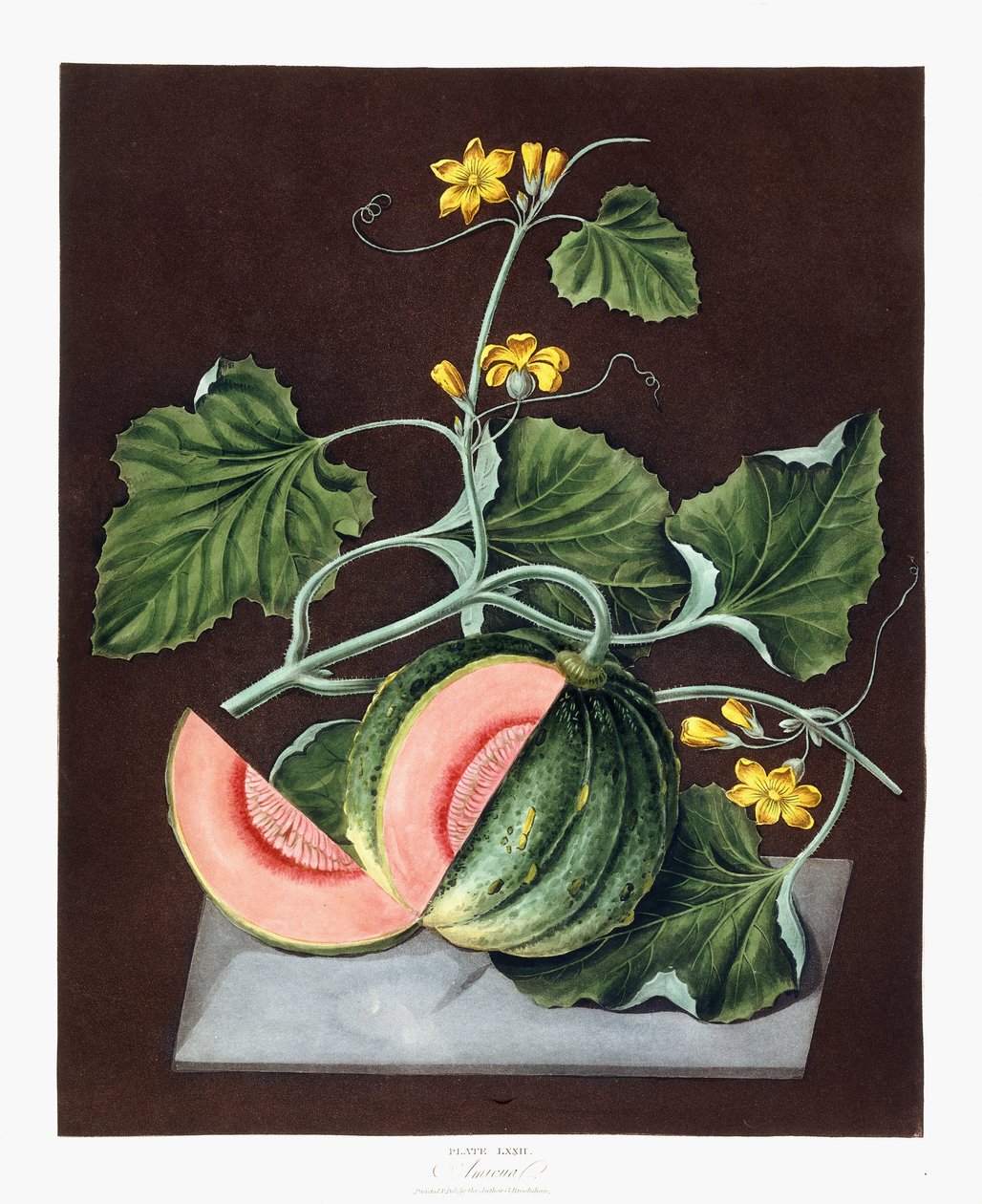 Pumpkin, 1812 tekijältä George Brookshaw