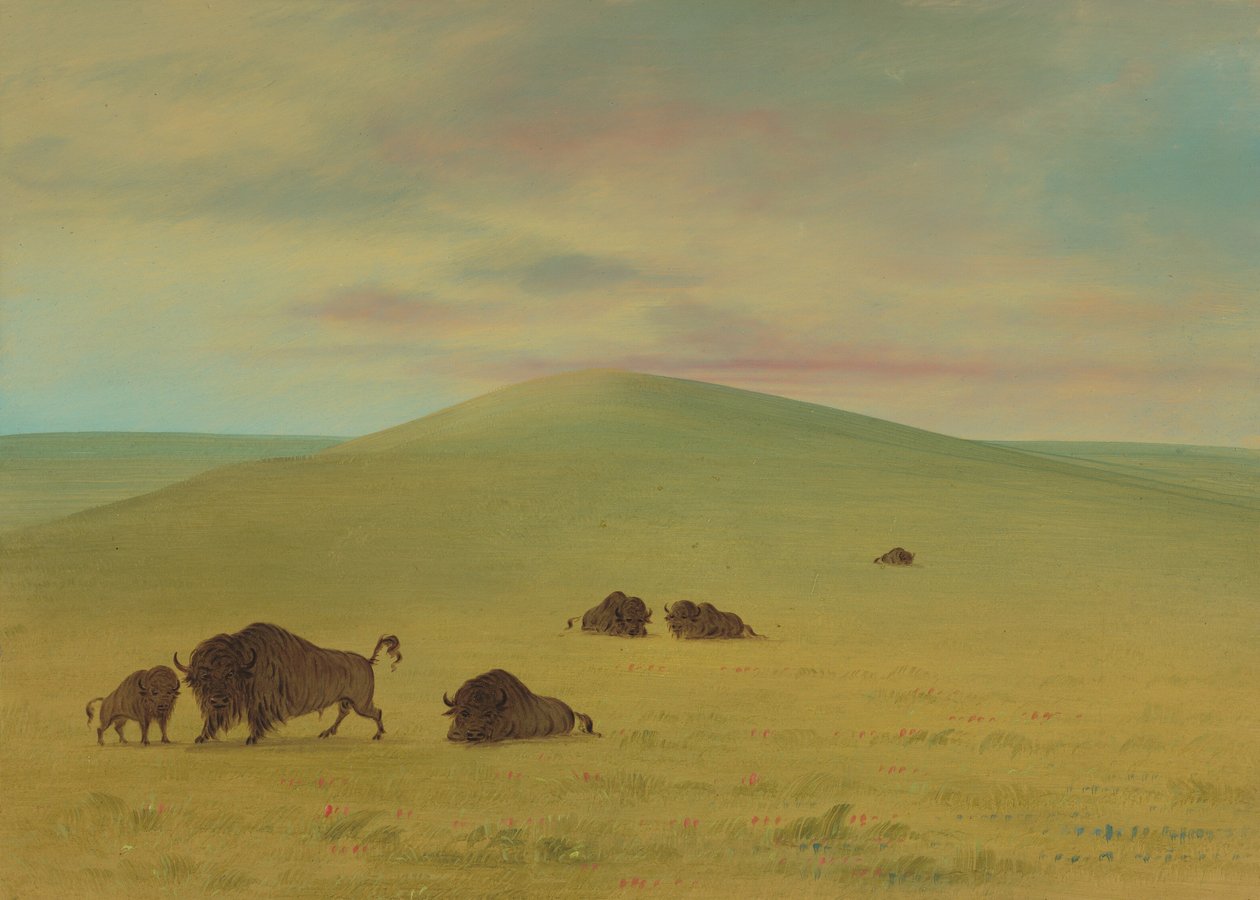 American Pasturage - Prairies of the Platte, 18611869. tekijältä George Catlin