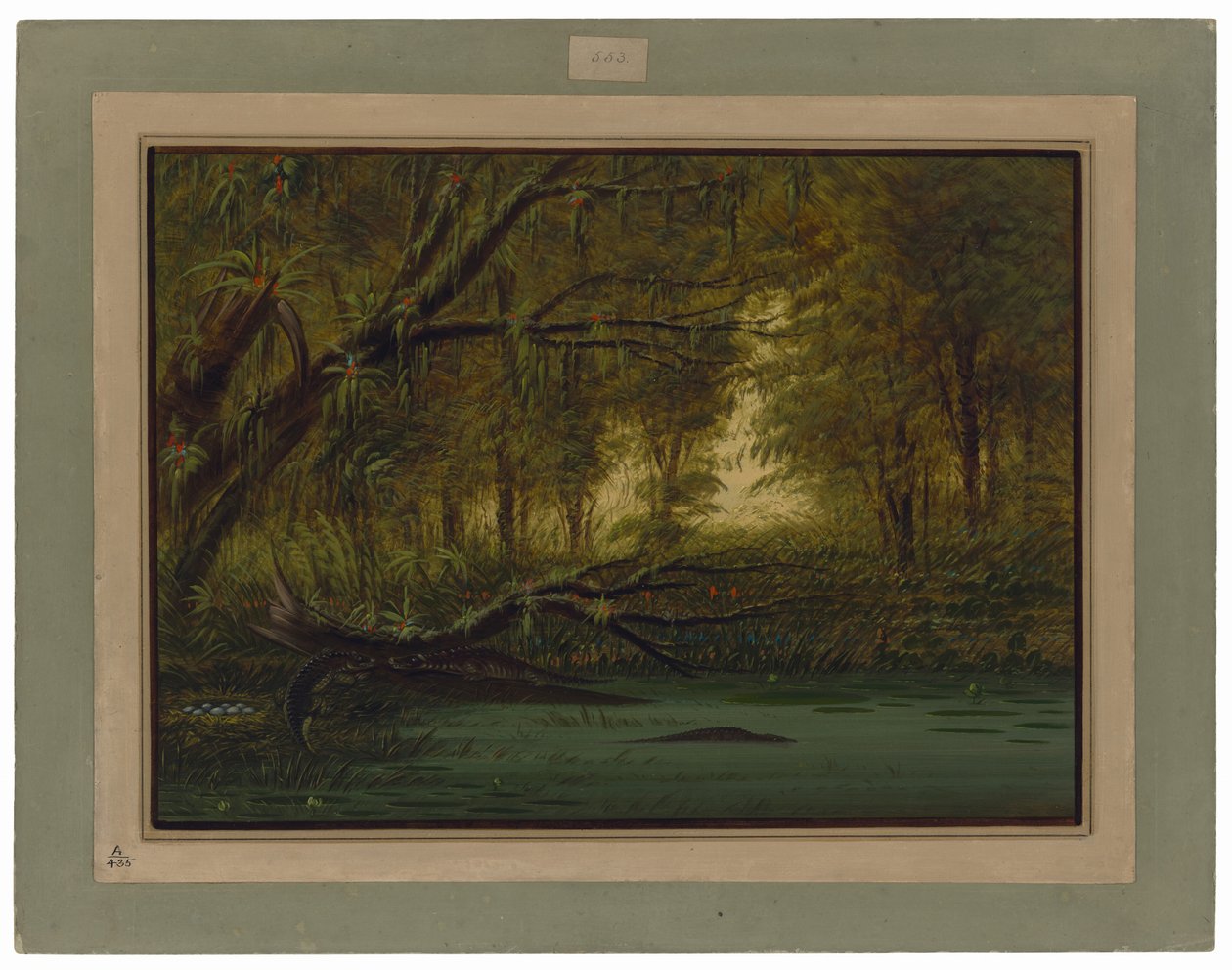 Alligaattorin pesä tekijältä George Catlin