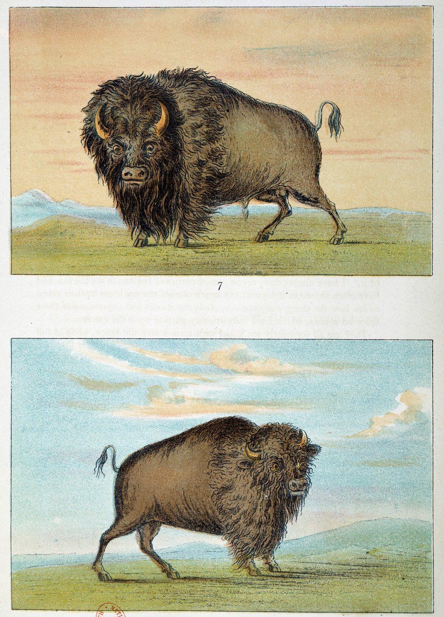 Bison, uros ja naaras, Yhdysvallat. Kuvitus George Catlin (1794-1872) tekijältä George Catlin