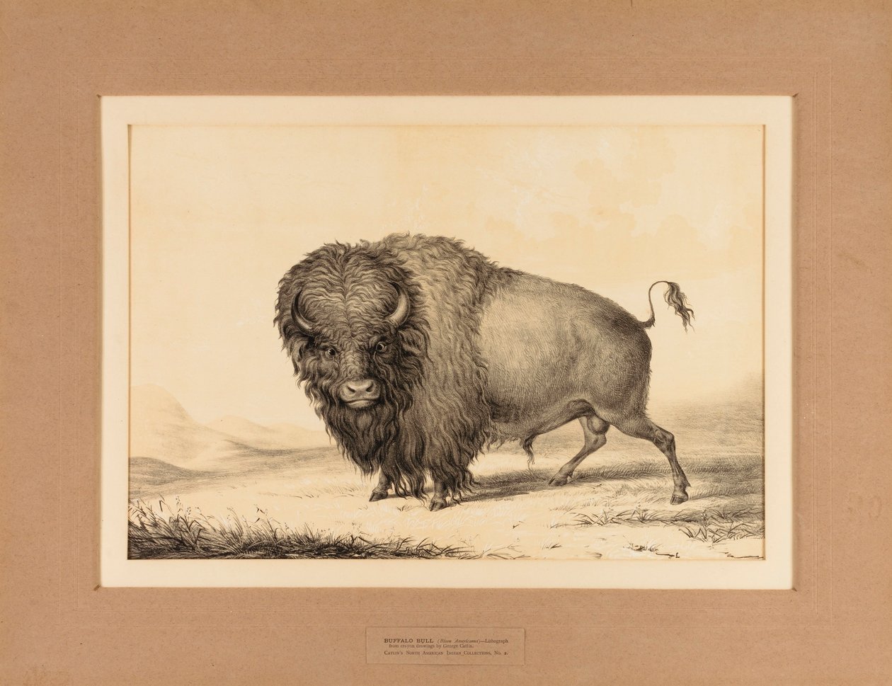 Buffalo Bull - nro 2 tekijältä George Catlin