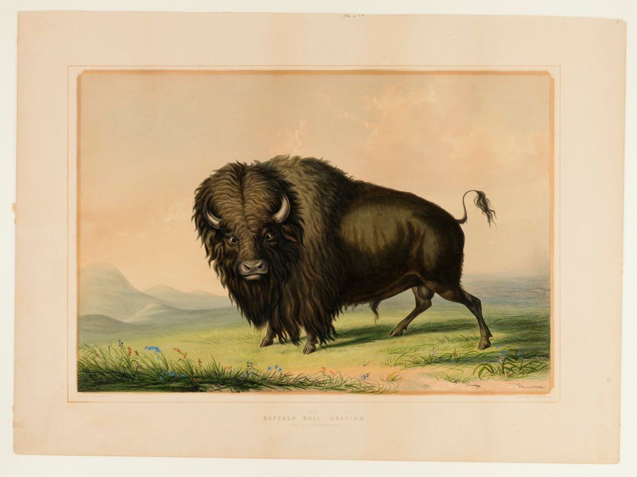 Puhvelin sonnin laiduntaminen--no.2 tekijältä George Catlin