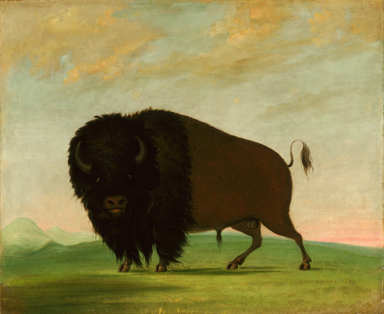 Puhvelin härkä, laiduntaminen preerialla tekijältä George Catlin