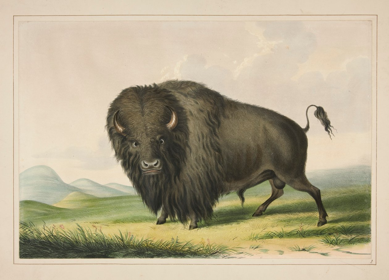 Buffalo Bull Grazing, pl. 2 Pohjois-Amerikan intiaaniportfoliosta tekijältä George Catlin
