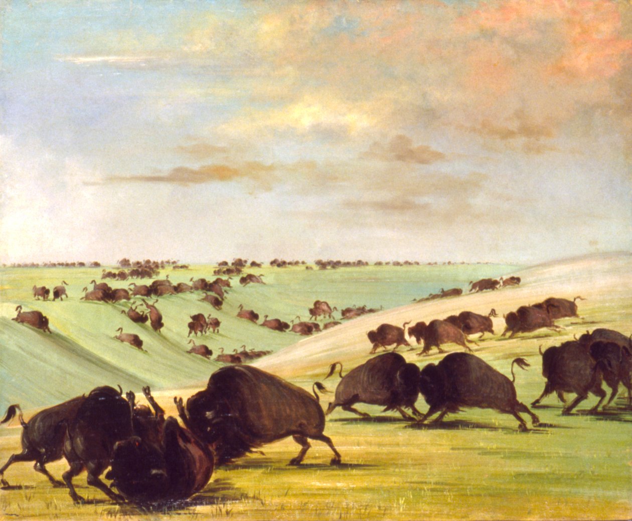 Buffalo Bulls Fighting in Running Season, Upper Missouri tekijältä George Catlin