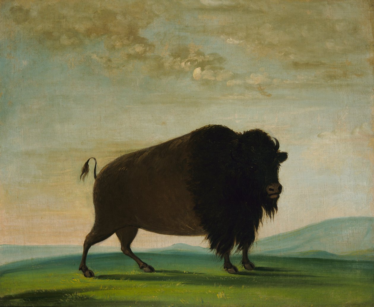 Buffalo Cow, laiduntaminen preerialla, 1832-1833. tekijältä George Catlin