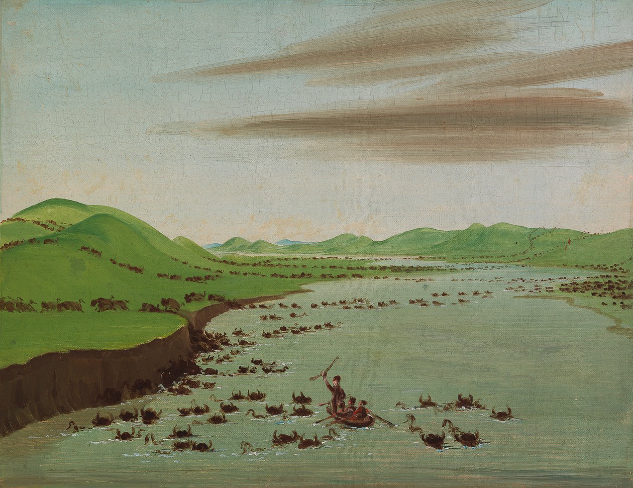 Buffalo Herds ylittää Ylä-Missourin, 1832. tekijältä George Catlin