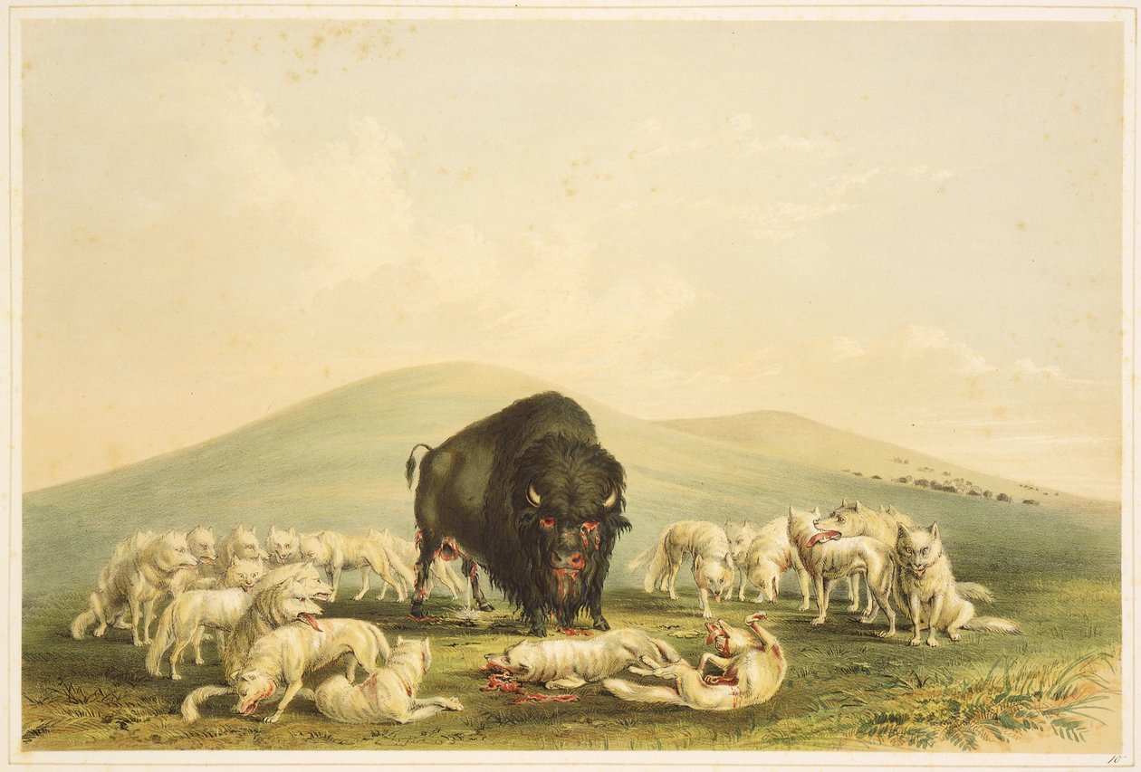 Buffalo Hunt: Buffalo Hunt: Buffalo Bull tekijältä George Catlin