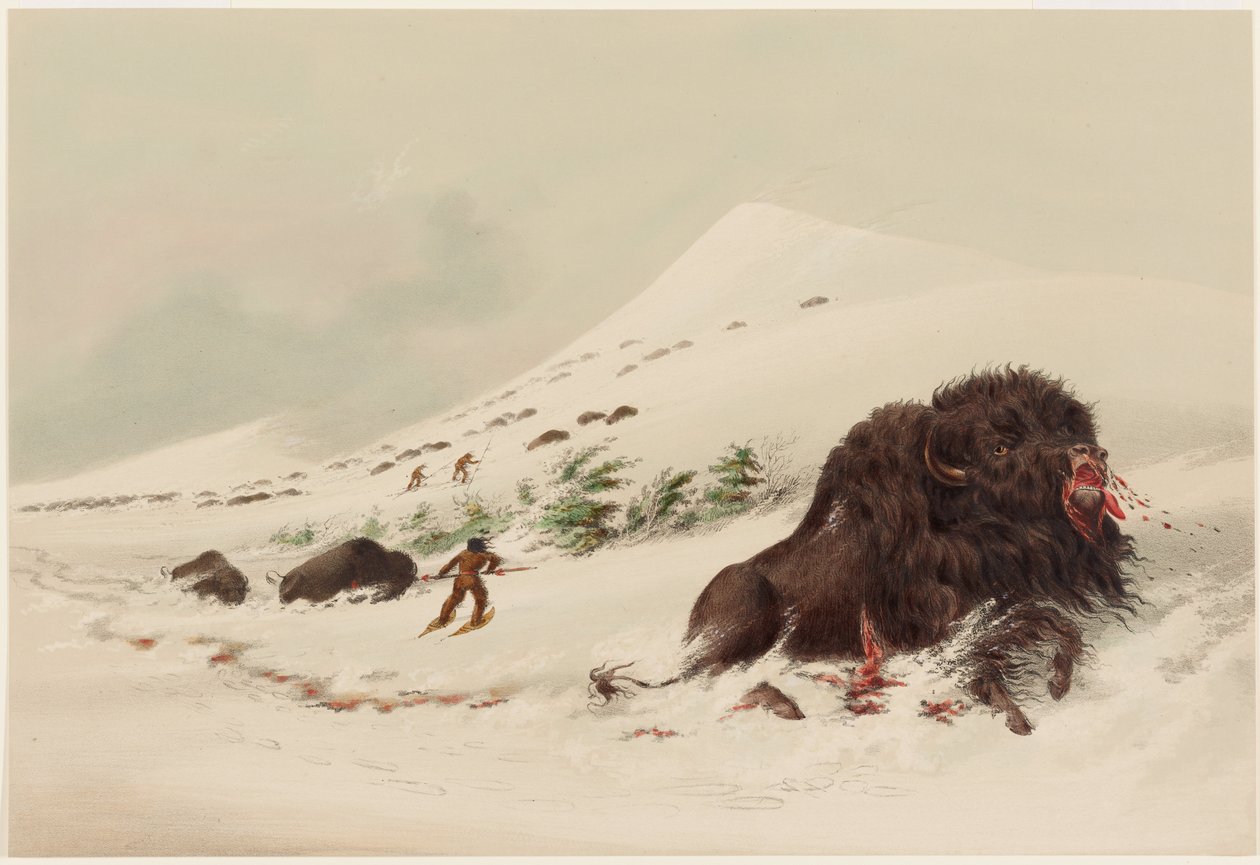 Biisoninmetsästys, kuoleva biisonisonni lumikinoksessa tekijältä George Catlin