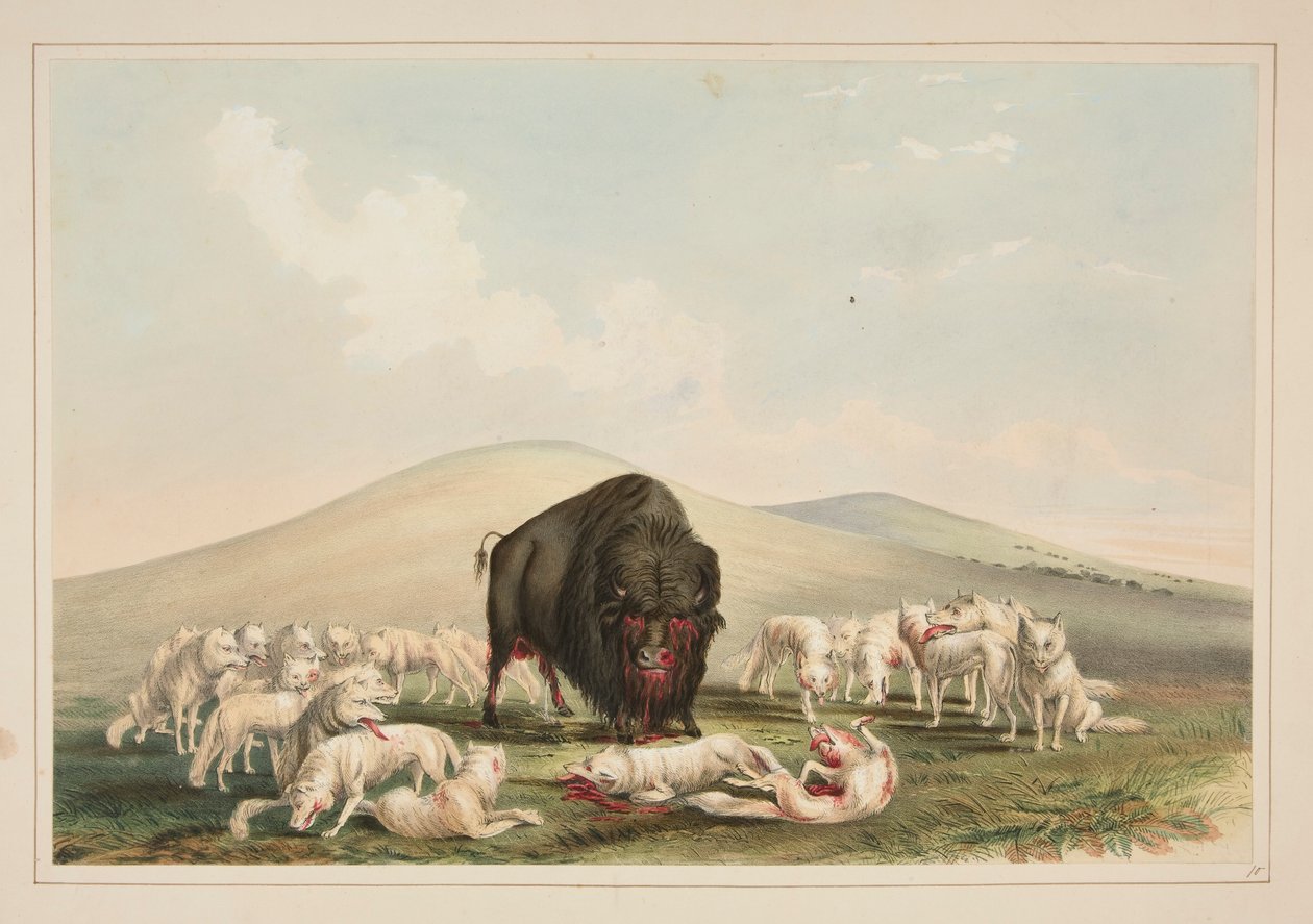 Buffalo Hunt, White Wolves hyökkää Buffalo Bull, pl. 10 Pohjois-Amerikan intiaaniportfoliosta tekijältä George Catlin