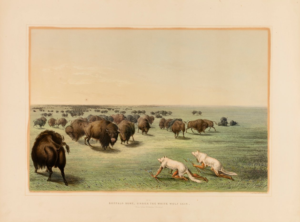 Puhvelinmetsästys, valkoisen suden nahan alla--no 13. tekijältä George Catlin