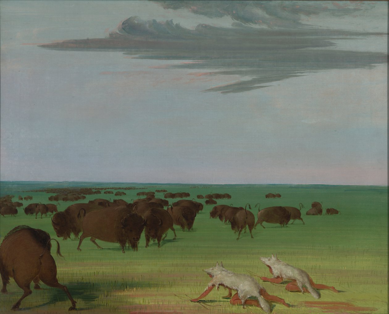 Buffalo Hunt suden ihonaamion alla, 1832-1833. tekijältä George Catlin