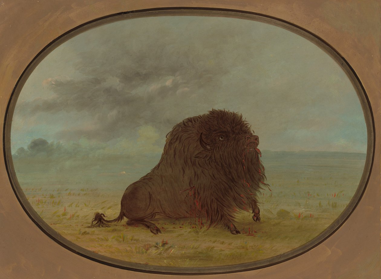 Dying Buffalo Bull, 18611869. tekijältä George Catlin