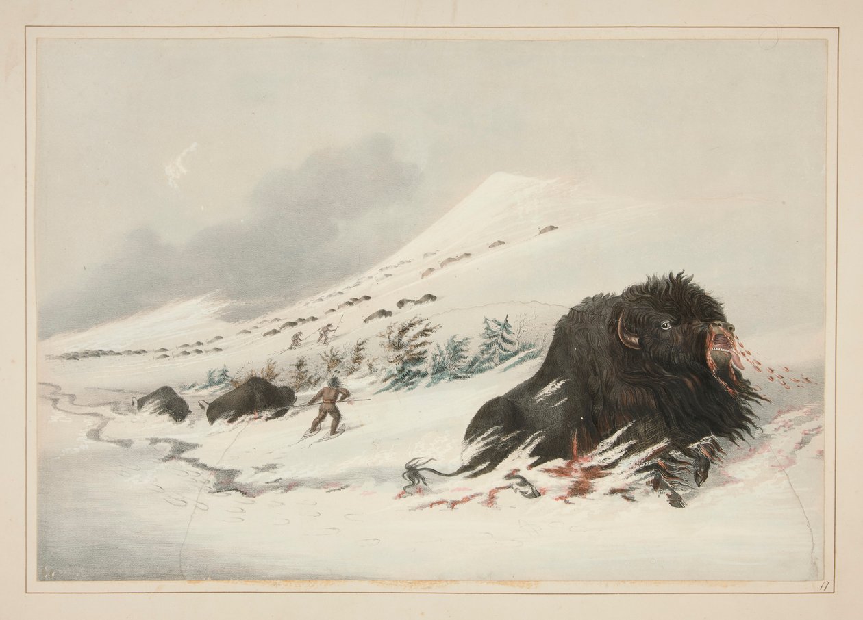 Dying Buffalo Bull, Snow Drift, pl. 17 Pohjois-Amerikan intiaaniportfoliosta tekijältä George Catlin