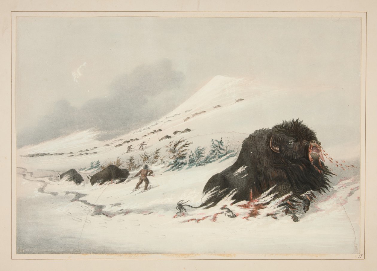 Kuoleva biisonihärkä lumikinoksessa, taulu 17 teoksesta North American Indian Portfolio tekijältä George Catlin